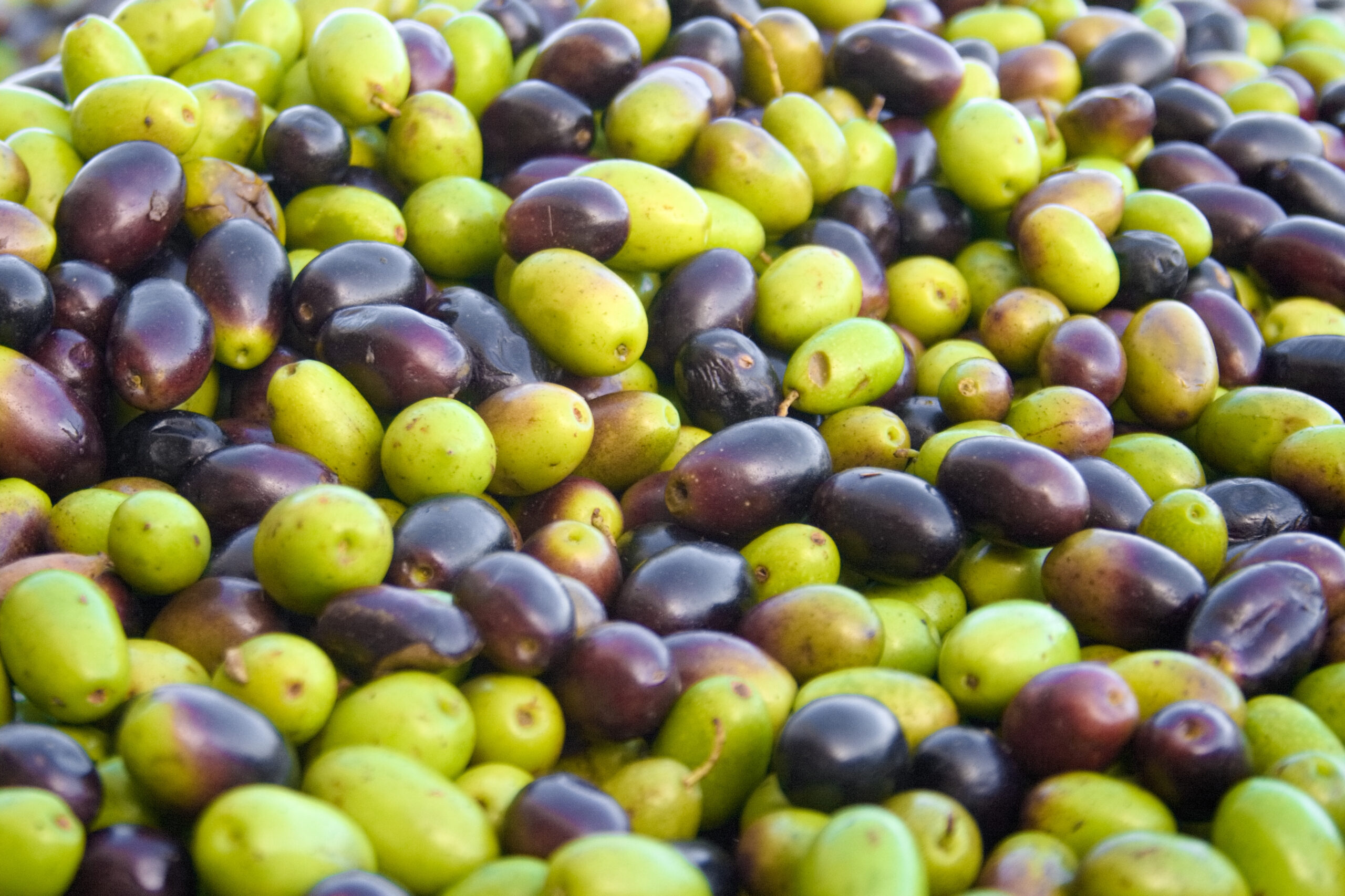 Olio Extra Vergine di Oliva prodotto a Tarquinia nel Lazio